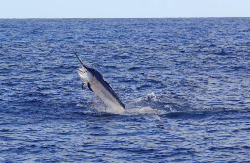 si's marlin1 WEB