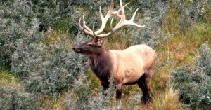 Bull Elk or Wapiti