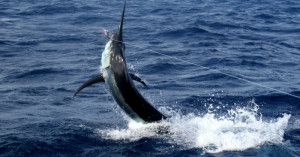 Big game fishing for black marlin in the North Island