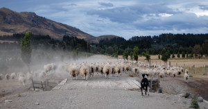 Mustering some of High Peak's 6000 sheep into the home yards