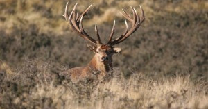 The Rakaia Red Stag.
