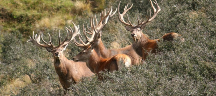 High Peak Special Packages – Improving the New Zealand Hunting Experience