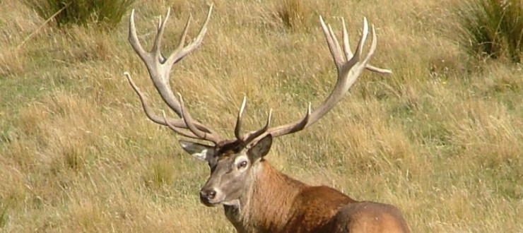 In the eye of the hunter: What makes a good Red Stag trophy?