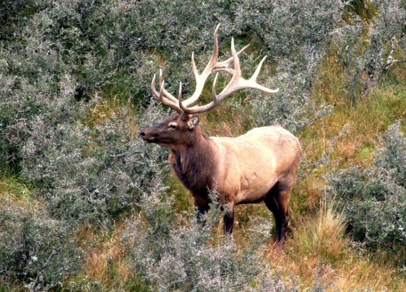 Bull Elk or Wapiti