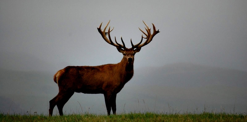 Red Stag