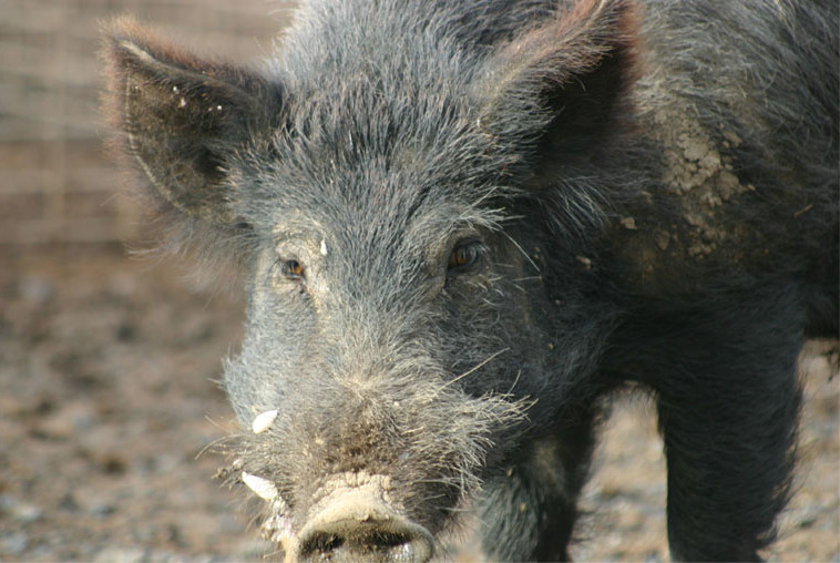 Captain Cook Boar