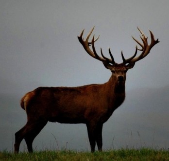 red stag on grass
